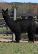 alpaca for sale