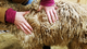 alpaca for sale
