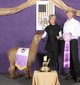 alpaca for sale