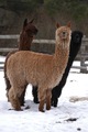 alpaca for sale