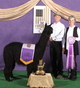 alpaca for sale