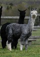 alpaca for sale