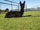 alpaca for sale