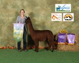 alpaca for sale
