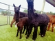 alpaca for sale