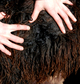 alpaca for sale