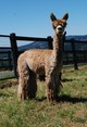 alpaca for sale