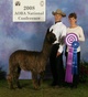 alpaca for sale