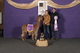 alpaca for sale