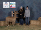 alpaca for sale