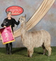 alpaca for sale