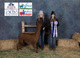 alpaca for sale