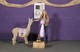 alpaca for sale