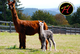 alpaca for sale
