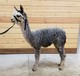 alpaca for sale