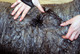 alpaca for sale