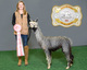 alpaca for sale