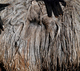 alpaca for sale