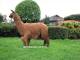 alpaca for sale