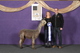 alpaca for sale