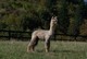 alpaca for sale