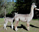 alpaca for sale