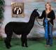 alpaca for sale