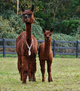 alpaca for sale