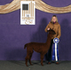 alpaca for sale