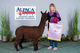 alpaca for sale
