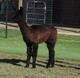 alpaca for sale