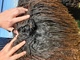 alpaca for sale