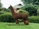 alpaca for sale