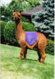 alpaca for sale