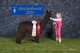 alpaca for sale
