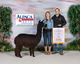 alpaca for sale