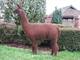 alpaca for sale