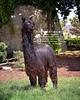 alpaca for sale