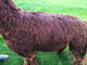 alpaca for sale