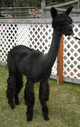 alpaca for sale