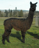 alpaca for sale