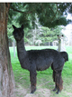 alpaca for sale