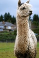 alpaca for sale