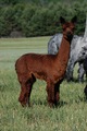 alpaca for sale