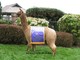 alpaca for sale