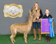 alpaca for sale