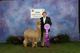 alpaca for sale