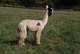 alpaca for sale