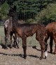 alpaca for sale