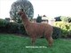 alpaca for sale